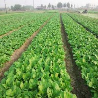 廈門工廠蔬菜農副產品配送,同安醫院有機蔬菜批發基地